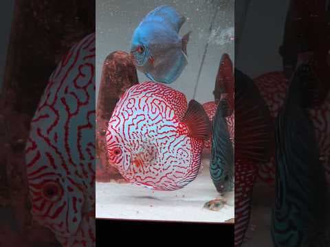 Miniatura filmu: Dyskowce w hodowli Qrek Discus