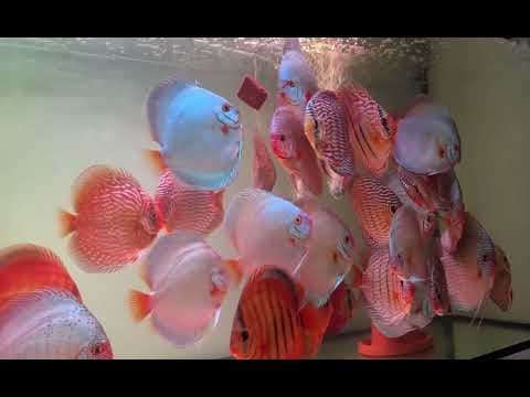 Miniatura filmu: Dorosłe dyskowce Blue Diamond / Cobalt i inne