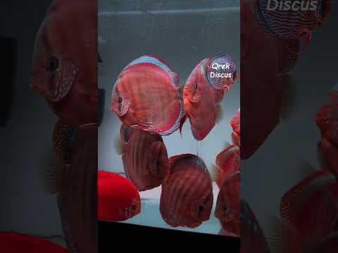 Miniatura filmu: Dorosłe dyskowce - Red Cover w akwarium ogólnym