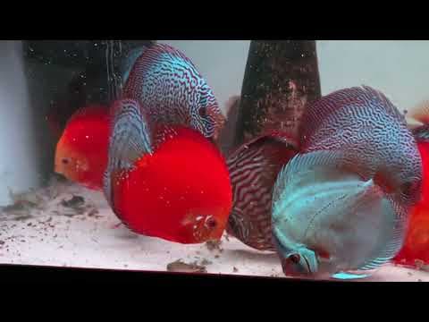 Miniatura filmu: Posiłek w akwarium ogólnym
