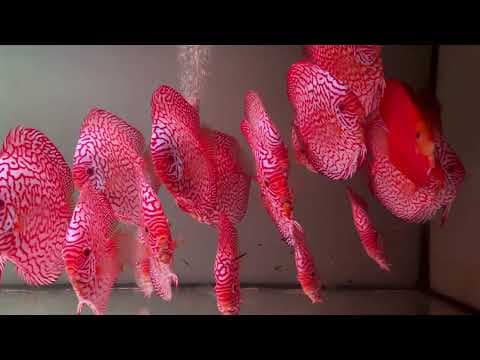 Miniatura filmu: Red Map i Red Cover
