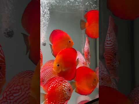 Miniatura filmu: Red Melon i Red Map