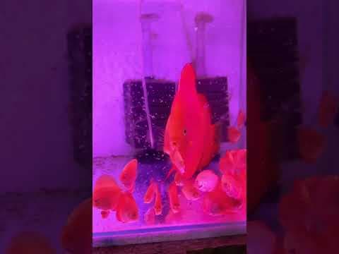 Miniatura filmu: Dyskowce Red Melon z młodymi