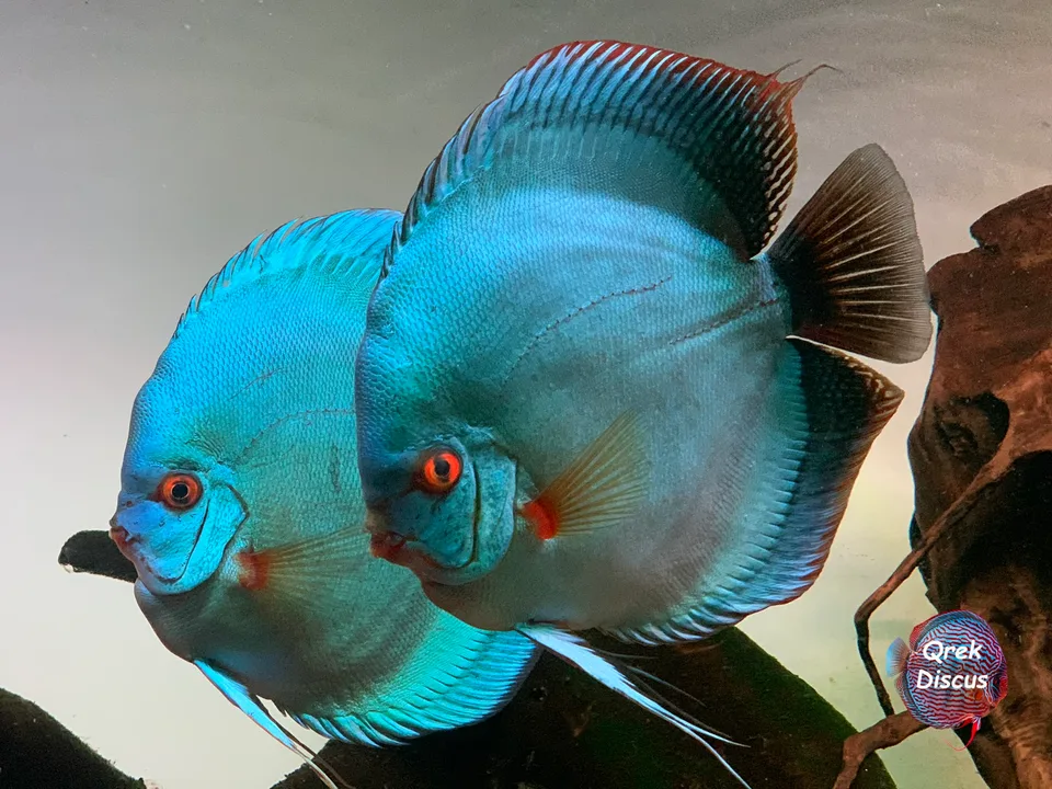 Dwa niebieskie dyskowce w akwarium Qrek Discus