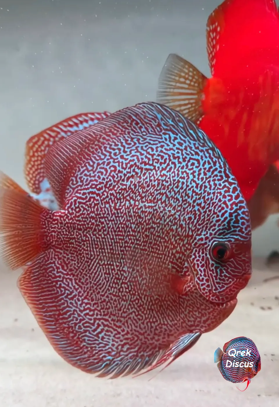 Paletka Super Pantera zwrócona w prawo nad jasnym dnem, z czerwoną rybą w tle